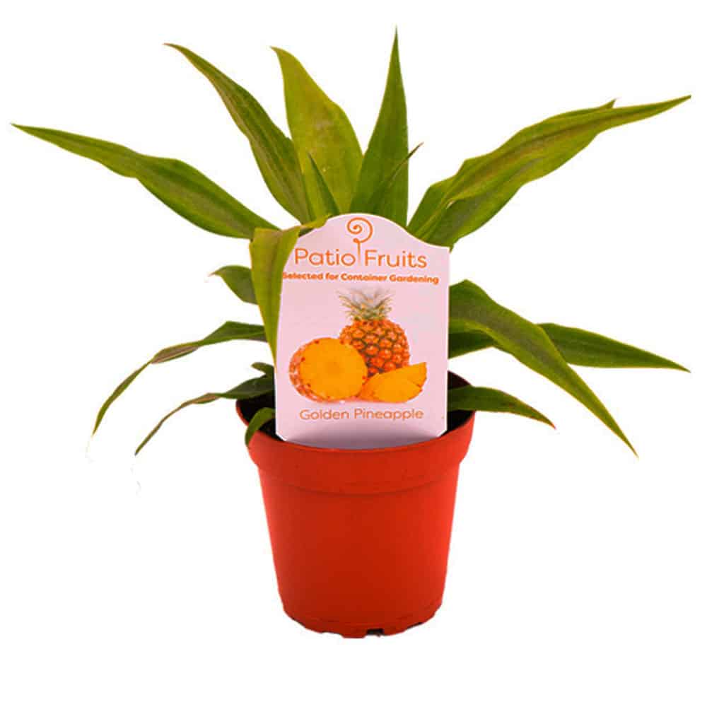 4-inch Pineapple Patio fruit