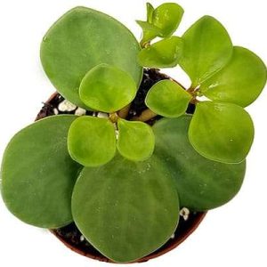 2-inch Peperomia Hope