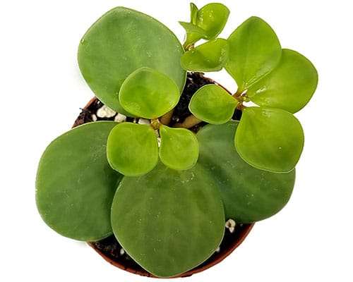 2-inch Peperomia Hope