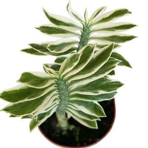 2-inch Pedilanthus Devil’s Backbone