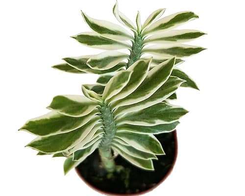 2-inch Pedilanthus Devil’s Backbone