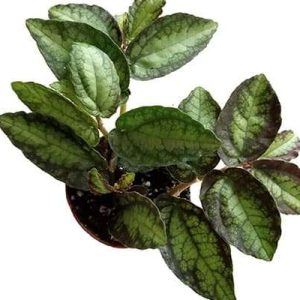 2-inch Pellionia Pulchra