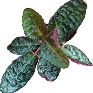 2-inch Purple Waffle Plant