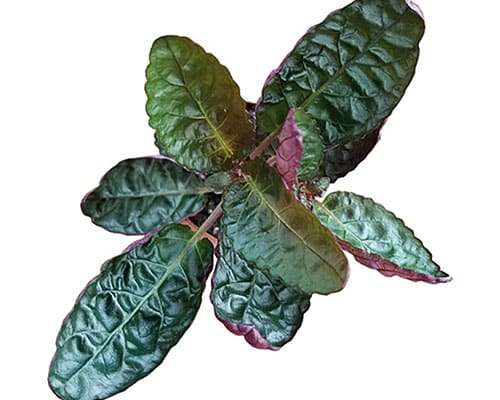 2-inch Purple Waffle Plant