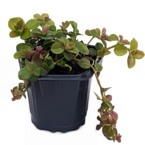 2-inch Pilea depressa Sao Paolo