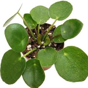 2-inch Pilea Peperomiodes ‘Chinese Money’