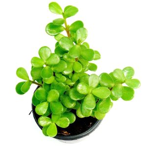 2-inch Portulacaria Afra Green