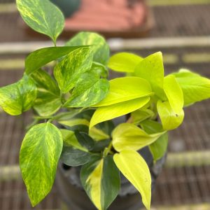 2-inch Pothos Mix