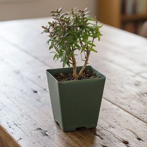 2-inch Pre-bonsai Eugenia