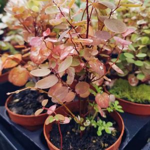 2-inch Pre-Bonsai Mix