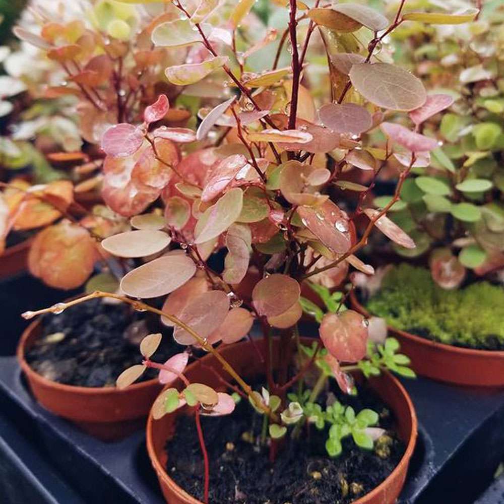 2-inch Pre-Bonsai Mix