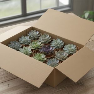 2-inch Premium Echeveria