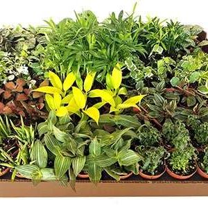 2-inch Premium Foliage Mix