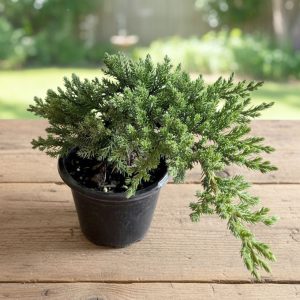 4-inch Bonsai Procumbens Nana