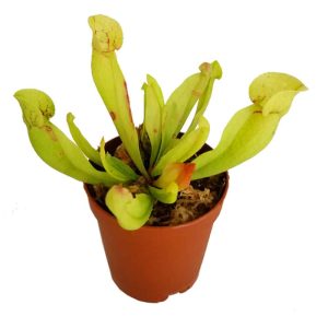 2-inch Sarracenia Purpurea Venosa