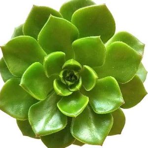 2-inch Echeveria Letizia