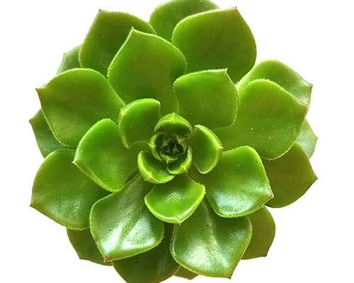 2-inch Echeveria Letizia