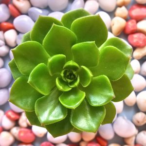 1-inch Echeveria Letizia