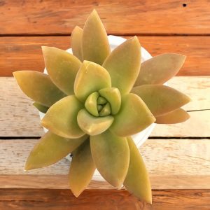 2-inch Sedum California Sunset