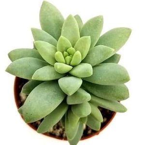 2-inch Sedum Brazil