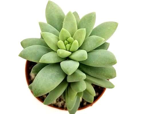 2-inch Sedum Brazil