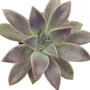 2-inch Graptopetalum