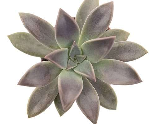 2-inch Graptopetalum