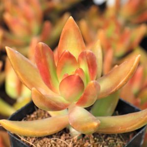 2-inch Copper Sedum