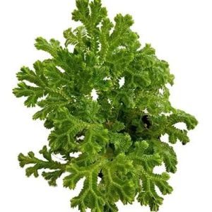 2-inch Emmeliana Moss