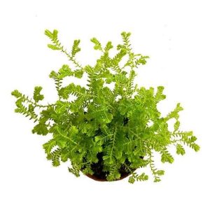 2-inch Golden Moss