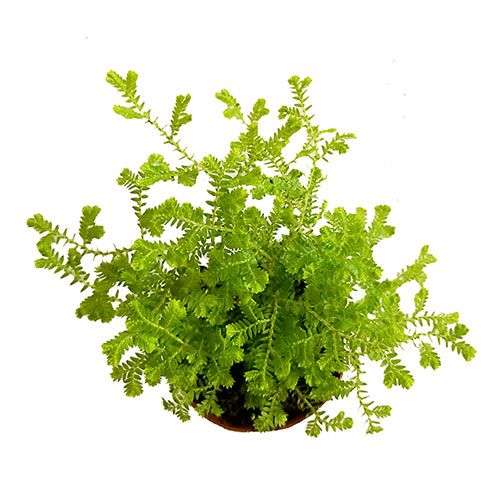 2-inch Golden Moss