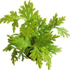 2-inch Cypress Moss