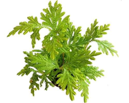 2-inch Cypress Moss