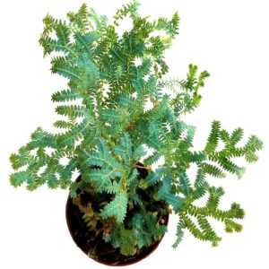 2-inch Peacock Moss