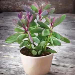 2-inch Senecio Crassissimus Vertical Leaf Lavender