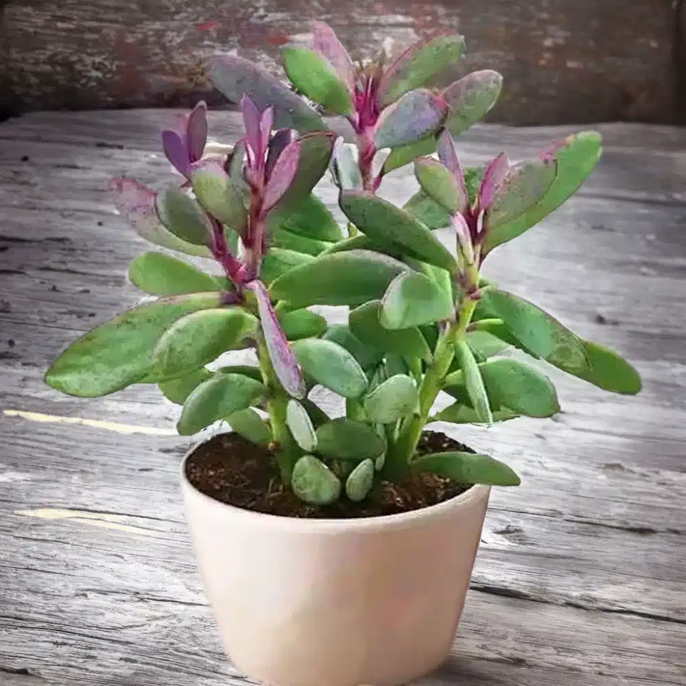 2-inch Senecio Crassissimus Vertical Leaf Lavender