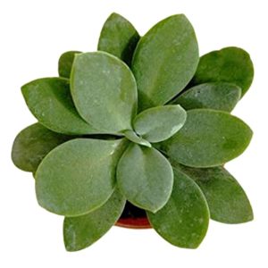 2-inch Senecio Mountain Glory