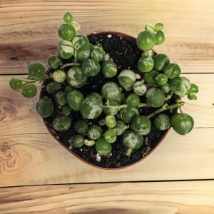 2-inch String of Pearls Variegated