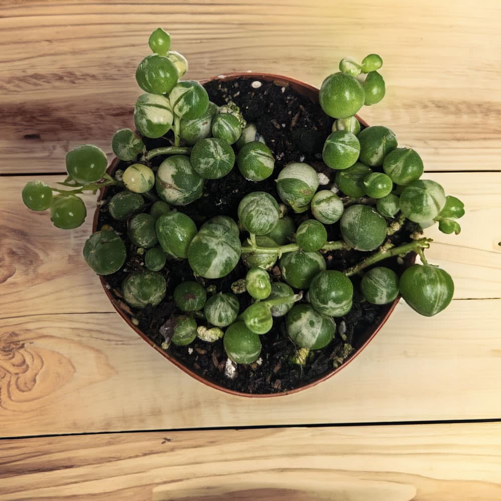2-inch String of Pearls Variegated