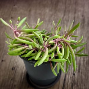 2-inch Senecio herreianus Purple Flash