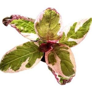 2-inch Snow White Waffle Plant