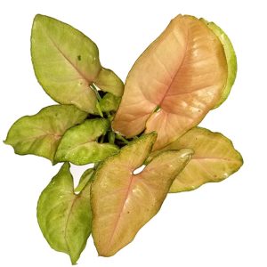 2-inch Syngonium Mix