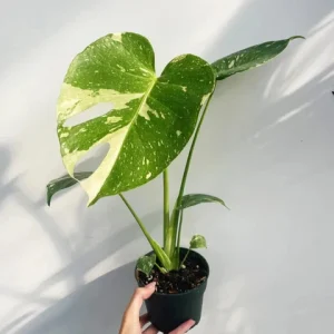 Thai Constellation Monstera - Rare Monstera