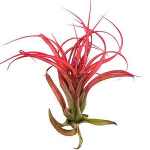 Tillandsia Mix Standard
