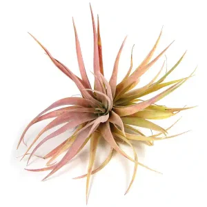 Tillandsia Capitata Peach Jumbo