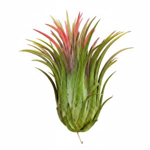 Tillandsia Ionantha Jumbo