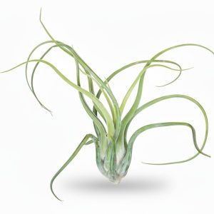 Tillandsia Medusa Standard
