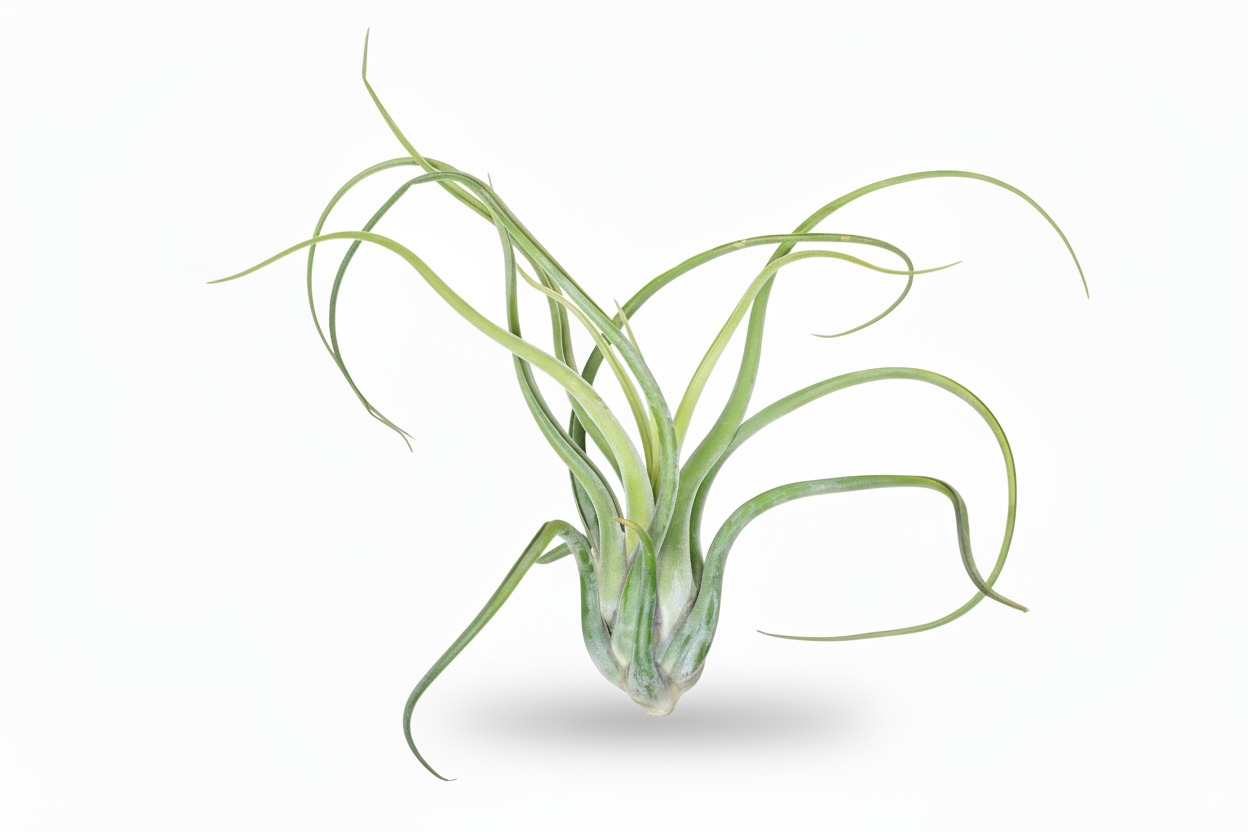 Tillandsia Medusa Standard