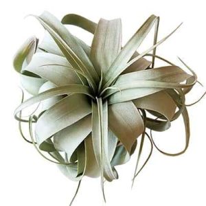 Tillandsia Xerographica