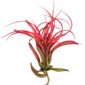 Tillandsia Multiflora Standard
